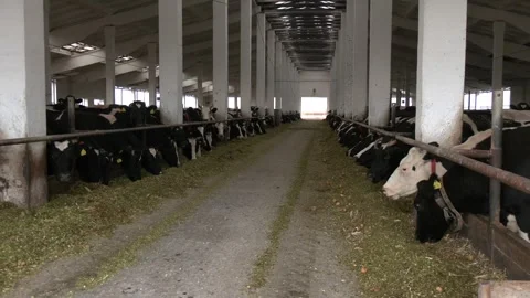 A herd of cows on a dairy farm Stock Footage 259504338