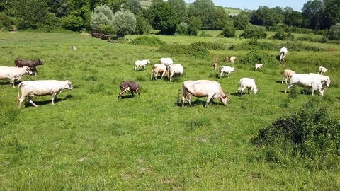 Herd of cows of different breeds grazing peacefully in the green countryside  Stock Footage 109503667