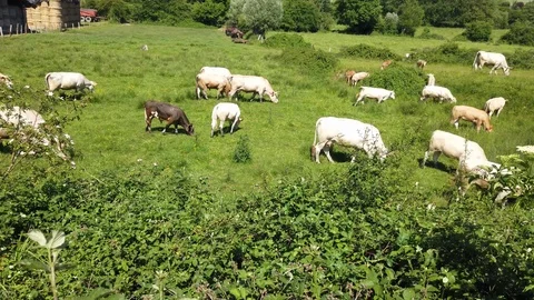 Herd of cows of different breeds grazing peacefully in the green countryside Stock Footage 110749399