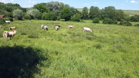 Herd of cows of different breeds grazing peacefully in the green countryside Stock Footage 123480123