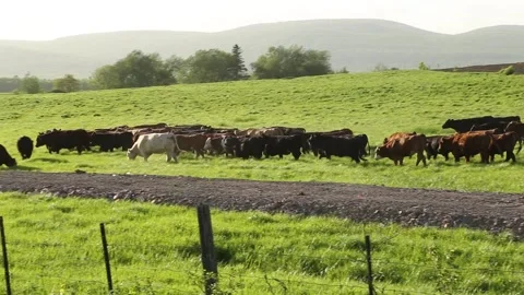 Herd of cows of different breeds moving Stock Footage 276219959