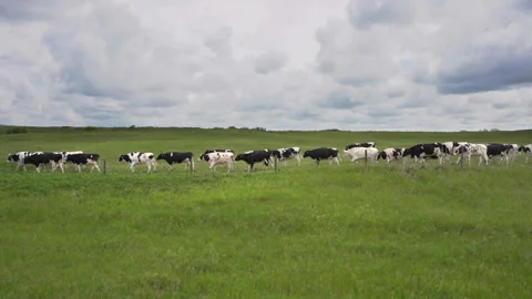 A herd of cows is distilled in the valley. The cows go in a row through the whol Vídeo Stock 150684608