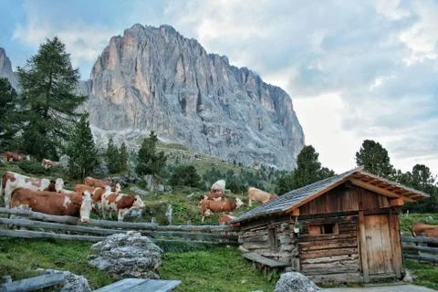 Herd of cows in the dolomites Stock Photos