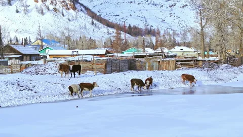 Herd of cows drinking from a frozen river in winter Stock Footage 337023135