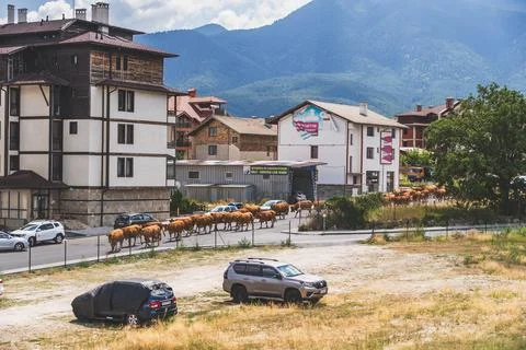 Herd of cows driven down street in Bulgarian resort town 写真素材