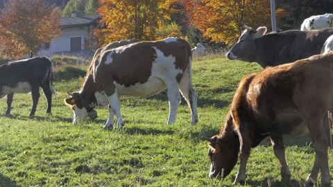 Herd of cows eating grass Stock Footage 165271178