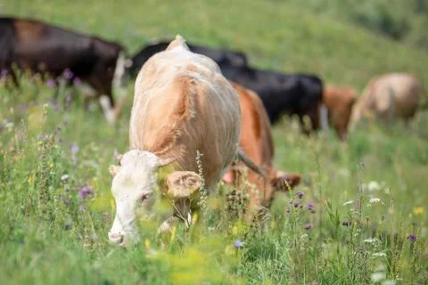 A herd of cows eating grass in a green meadow Stock Photos