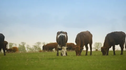 Herd of cows eating grass in a large field Stockbeeldmateriaal 62642195