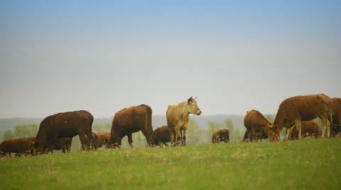 Herd of cows eating grass in a large field 動画素材 62642265