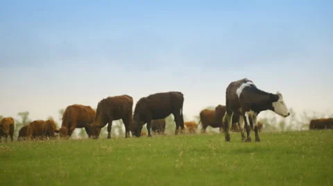 Herd of cows eating grass in a large field Stockbeeldmateriaal 62642275