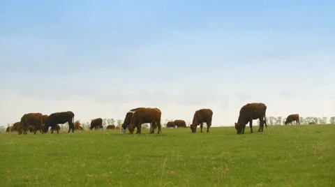 Herd of cows eating grass in a large field Stockbeeldmateriaal 62642316