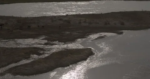 A herd of cows eating grass next to water Stock Footage 149295551