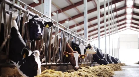 Herd of cows eating hay in cowshed on dairy farm Stock Footage