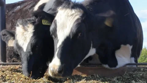 Herd of cows eating hay in cowshed on dairy farm Stock Footage 160969453