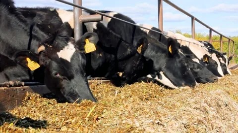 Herd of cows eating hay in cowshed on dairy farm Stock Footage 160969454