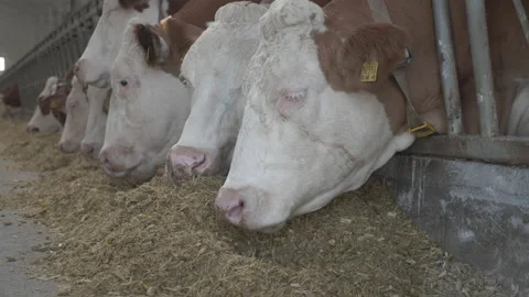 A herd of cows eating hay in a cowshed 스톡 동영상 238933445