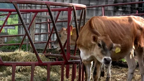 Herd of cows eating hay in cowshed on dairy farm Milk Industry, Cow House, Vídeos de archivo 334654877