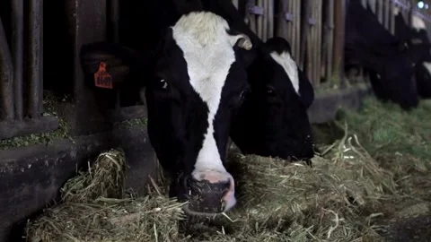 Herd of cows eating hay in cowshed on dairy farm Milk Industry, Cow House, Video stock 334654935