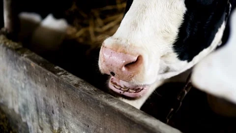 Herd of cows eating hay in cowshed on dairy farm Milk Industry, Cow House, Video stock 334655321