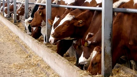 Herd of cows eating hay in cowshed on dairy farm Milk Industry, Cow House, Stock-Footage 334655643