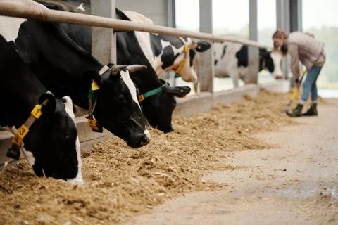 Herd of cows eating hay in livestock stall Stock Photos