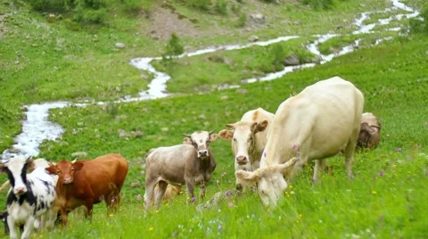 Herd of cows eats fresh spring grass on background of fast mountain river 스톡 동영상 65576748
