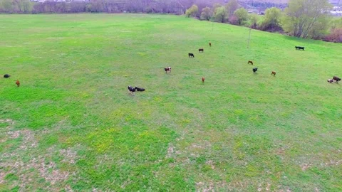 A herd of cows eats grass on the field. bird's eye view. Stock-Footage 91786152