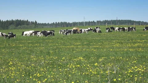 Herd of cows eats a grass on a green meadow in summer sunny day Stock Footage 99514150