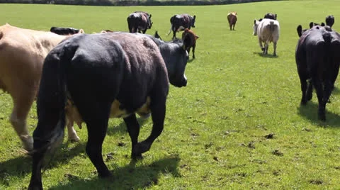Herd of cows on farm Stock Footage 24468061
