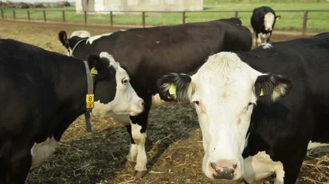A herd of cows on the farm Stock Footage 60073130