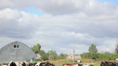 Herd of cows on a farm Stock Footage 67514567
