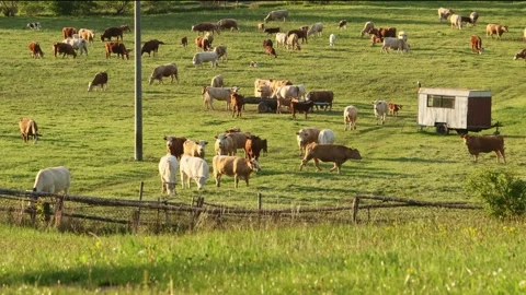 A herd of cows on a farm 스톡 동영상 274542511