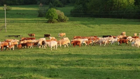 A herd of cows on a farm 스톡 동영상 274542532