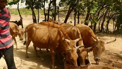 Herd of cows fed by young farmers Stock Footage 80971741