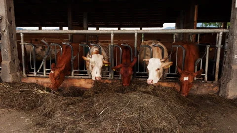 Herd of Cows Feeding on Hay Inside a Cattle Barn Stock Footage 340283411
