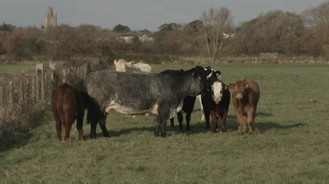 Herd of Cows by Fence Video stock 44295071