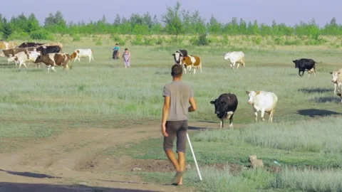 A herd of cows in the field are on the grass and people Video stock 136051937
