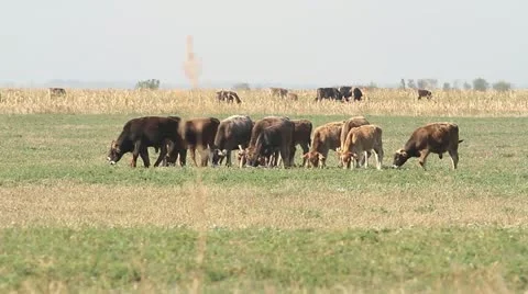 Herd of cows on field Stock Footage 12247770