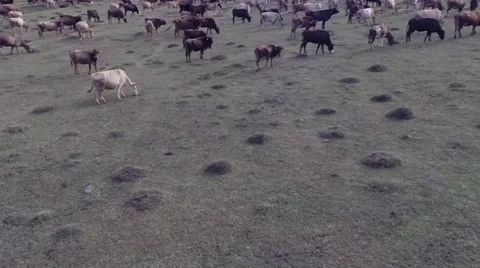 A herd of cows on the field Stock Footage 58933587