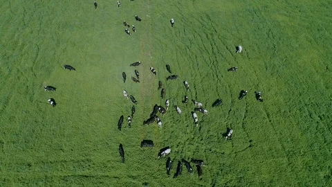 A herd of cows on the field. Stock Footage 95033017
