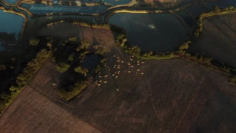 Herd of cows in a field Stock Footage 152145043