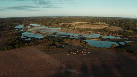 Herd of cows in a field Stock Footage 152145260