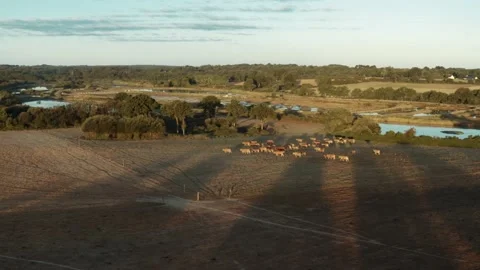 Herd of cows in a field Stock Footage 152145334