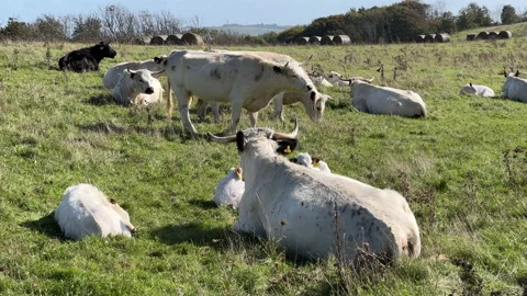 Herd of cows in the field Stock Footage 218136073