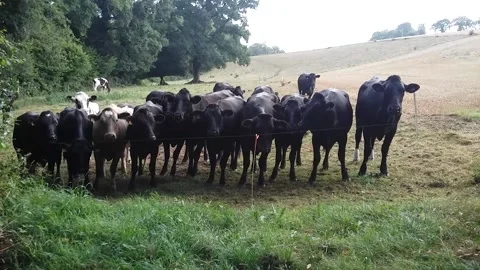 A herd of cows in a field in front of the fence are curious Stock Footage 237861580