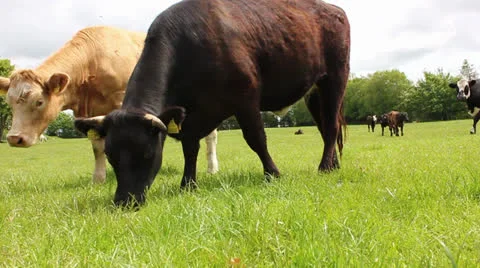 Herd of cows in field of grass Video stock 24467996