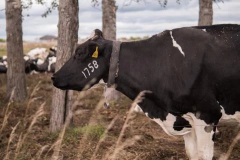 A herd of cows on the field. Stock Photos