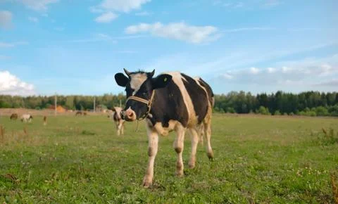 A herd of cows in the field Foto stock