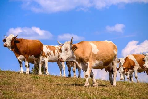 A herd of cows on a field Stock Photos