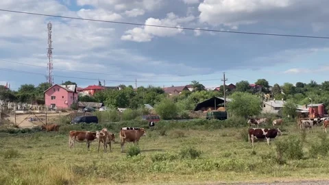 Herd of cows on a field preparing to eat grass Stock Footage 203771967